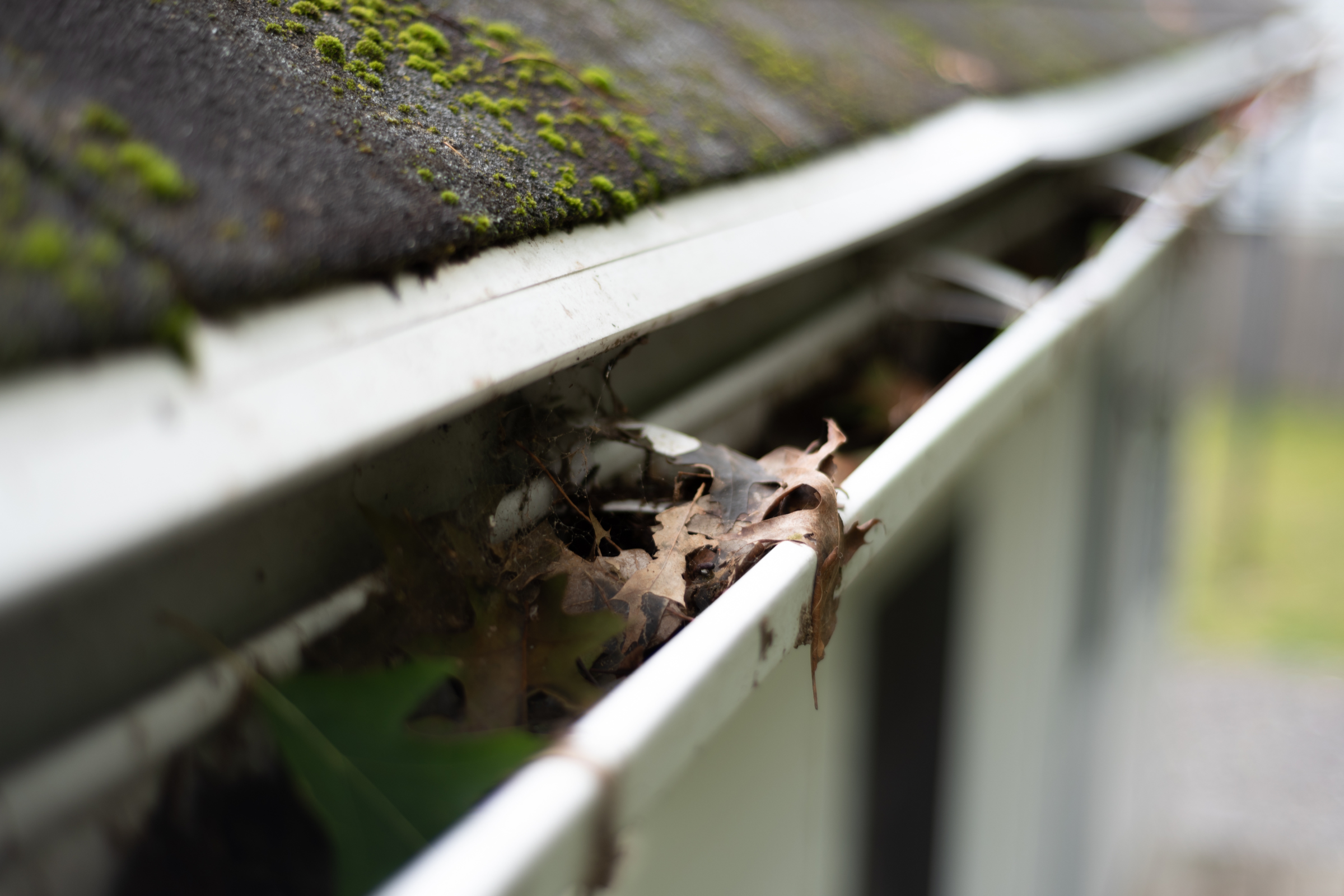 Dry oak leaves packed in a white gutter below a mossy shingle roof