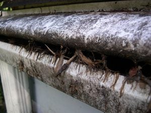 Old gutter packed with leaves and debris